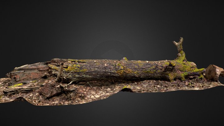 Fallen tree trunk 3D Model