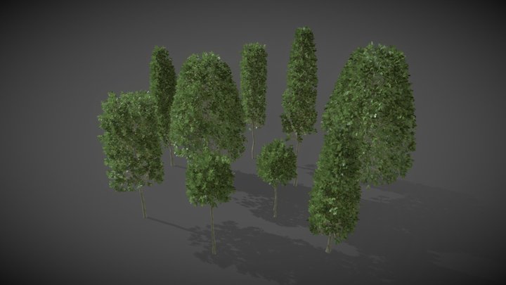 LS06 Carpinus Betulus (European Hornbeam) 3D Model