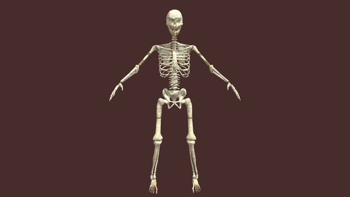 Skeleton-Low Poly 3D Model