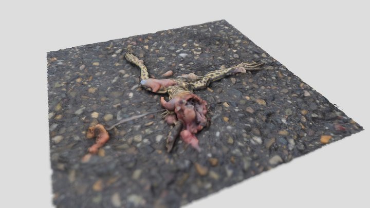 Dead animal series: half a frog on the road 3D Model
