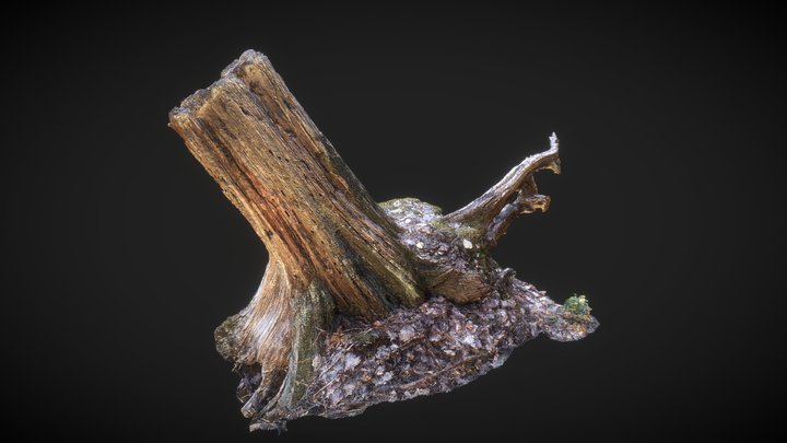 Trunk Photogrammetry 3D Model