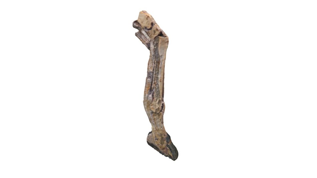 Distal Limb skinned