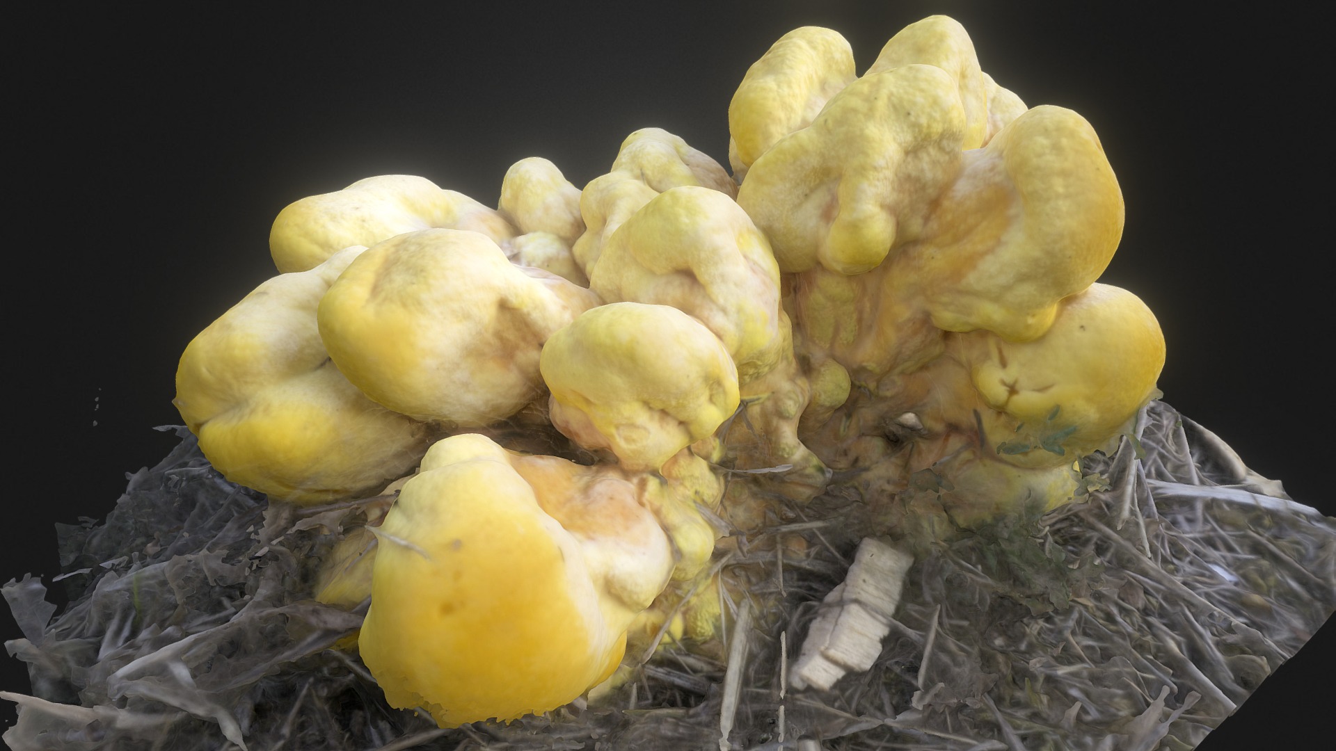 3D model Champignon - This is a 3D model of the Champignon. The 3D model is about a group of yellow mushrooms.
