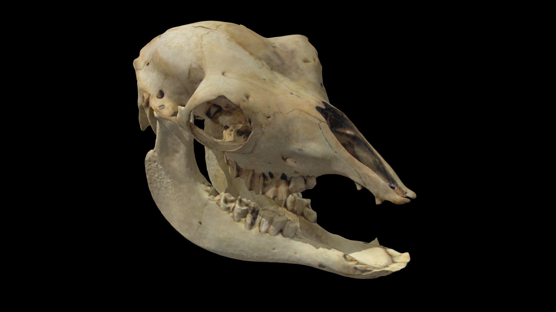 Vicugna vicugna (MLP 30-XII-02-37)
