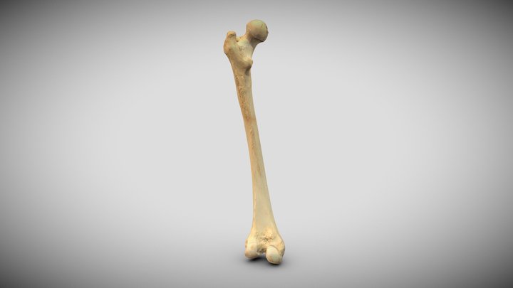 Femur, links 3D Model