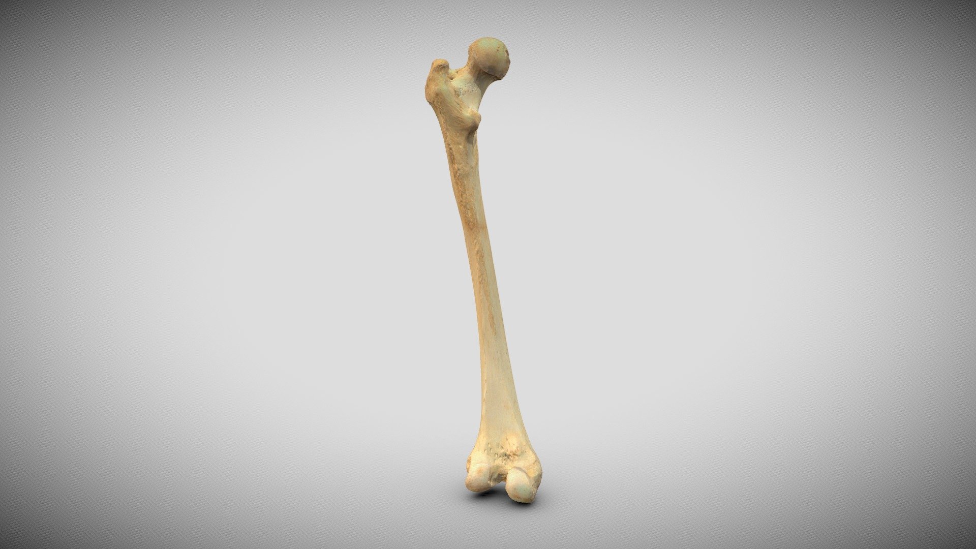 Femur, links - 3D model by Vida_Lab [ea9a651] - Sketchfab