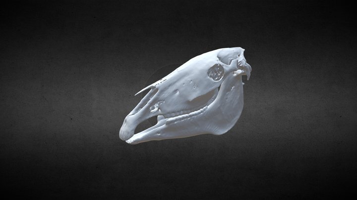 Horse (Equus ferus caballus) 3D Model