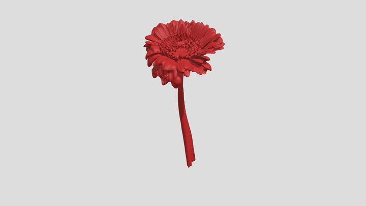 Red Flower 3D Model