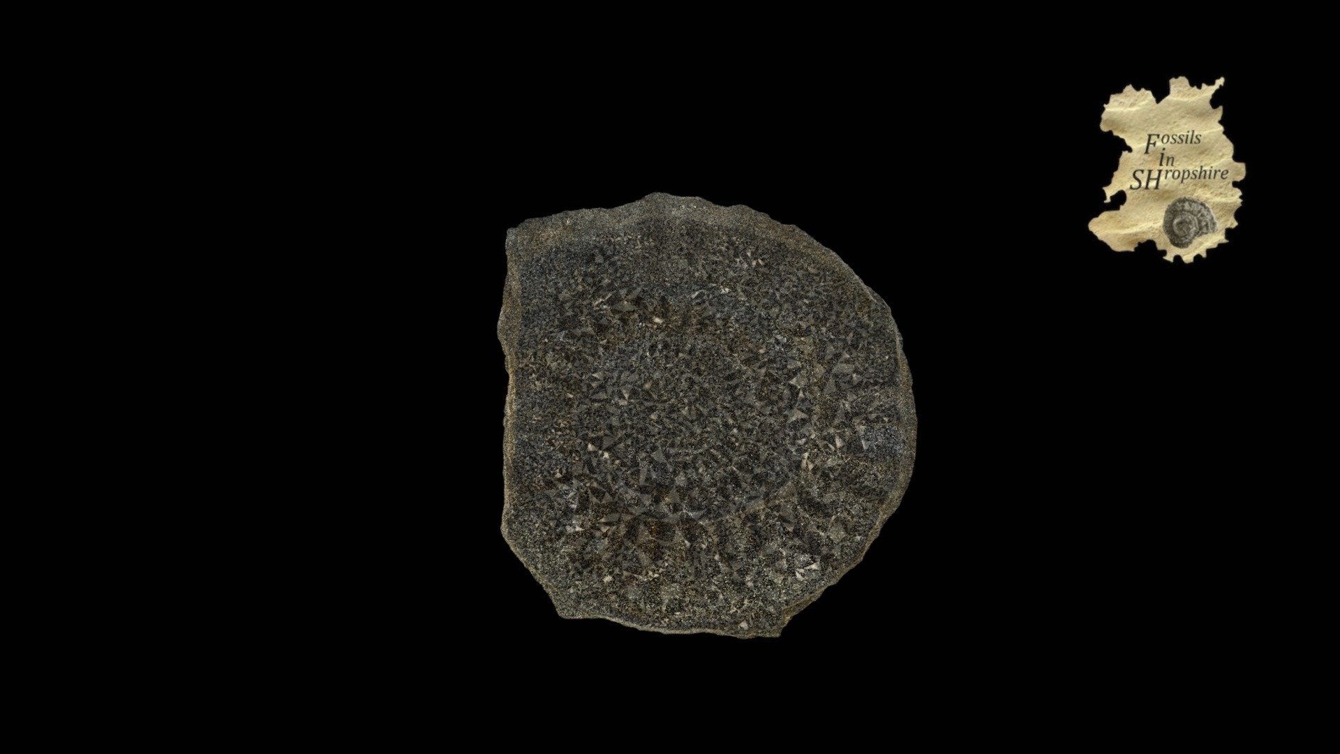 Ammonite - Asteroceras