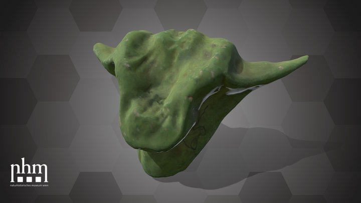 Water Caltrop Fruit (NHMW-AFW-DING-0046-120)