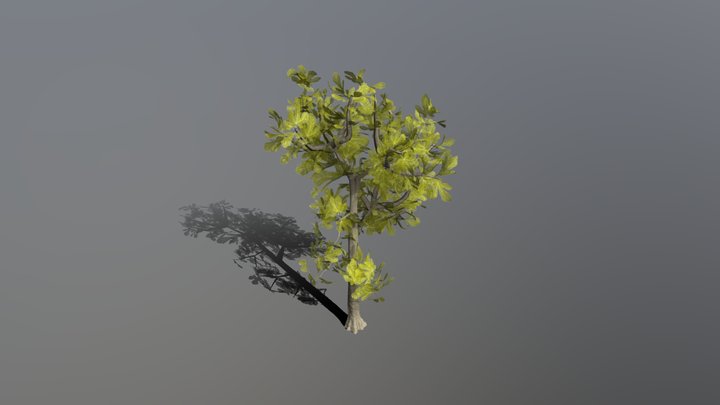 Fig 3D Model