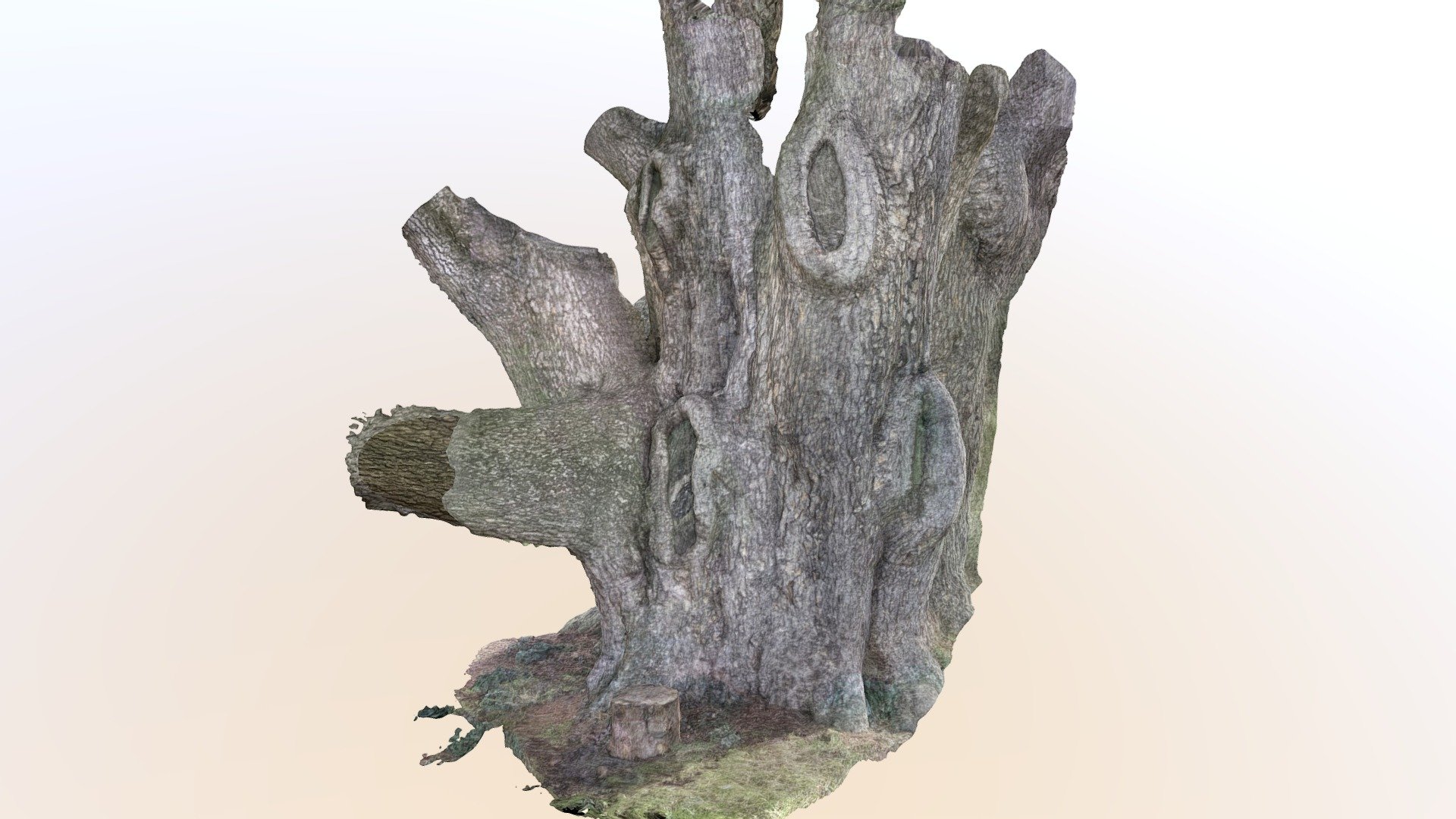 The Tree