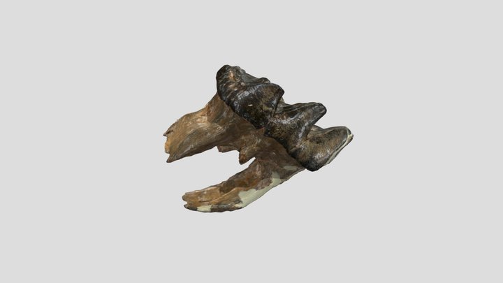Mastodon Tooth 3D Model