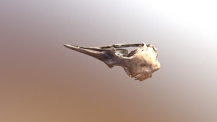 Penguin-skull 3D Model