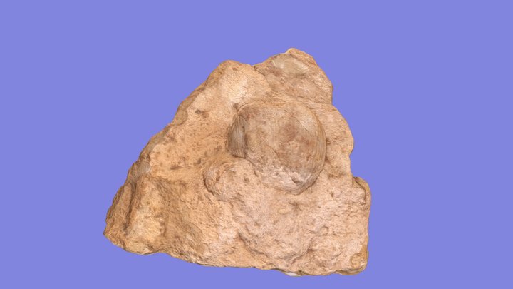 Brachiopod – Free 3D Model STL