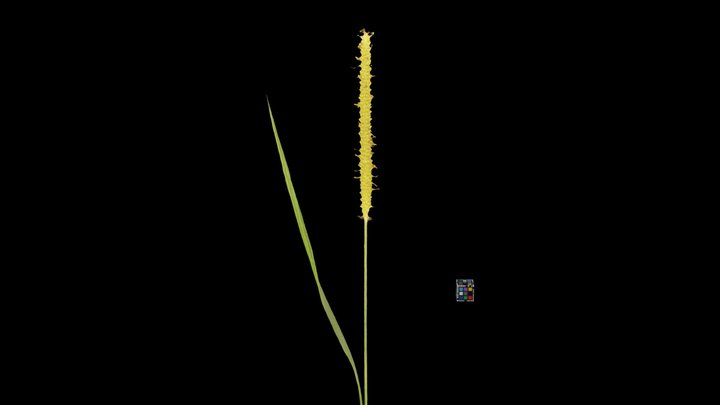 CC0 キンエノコロ Yellow Foxtail, Setaria pumila