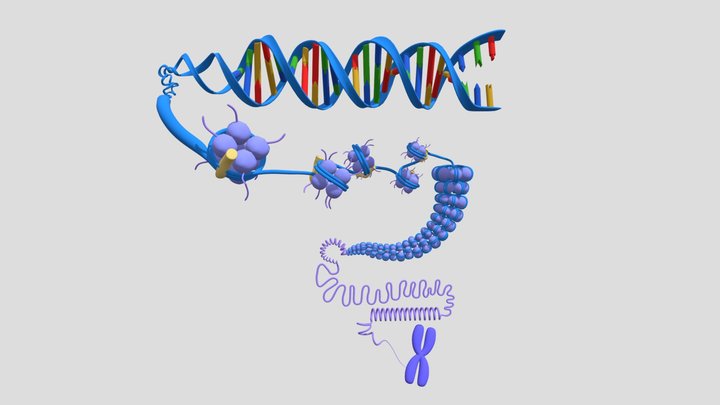eukaryotic chromosome 3D Model