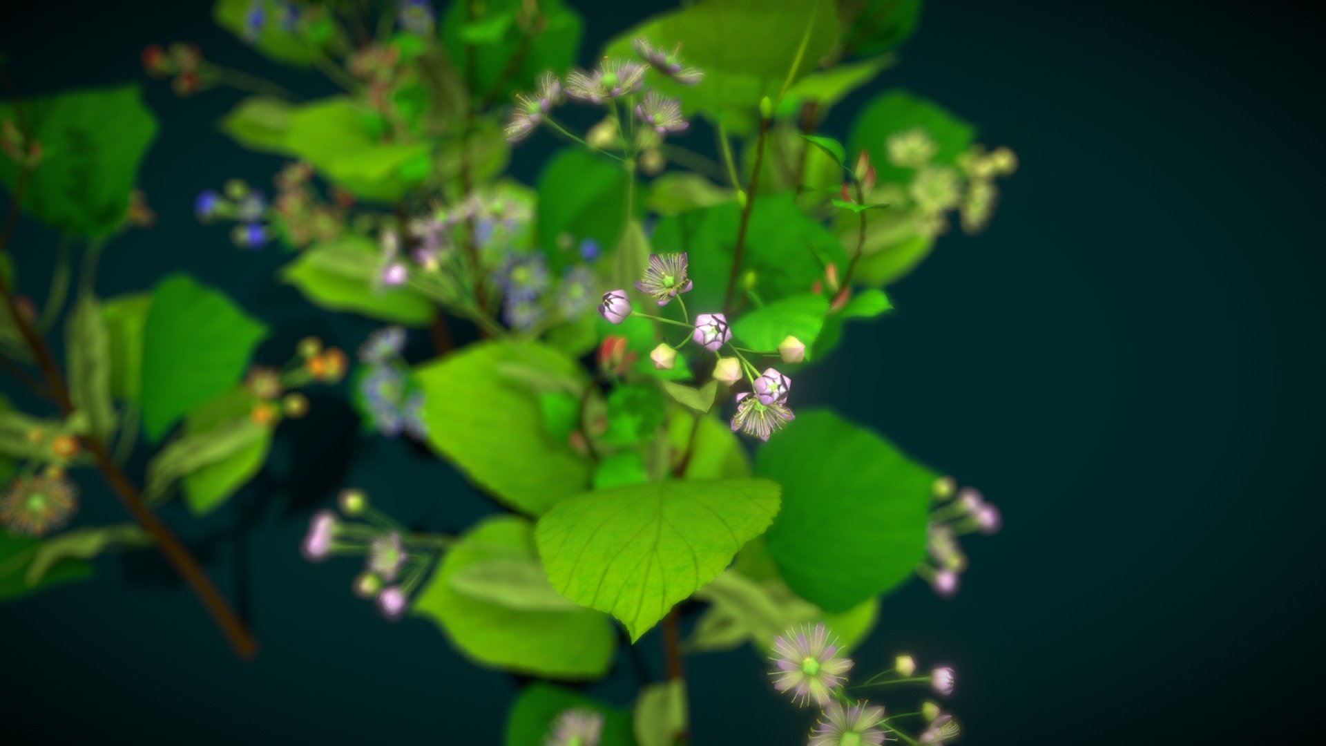 Flower Tilia Cordata