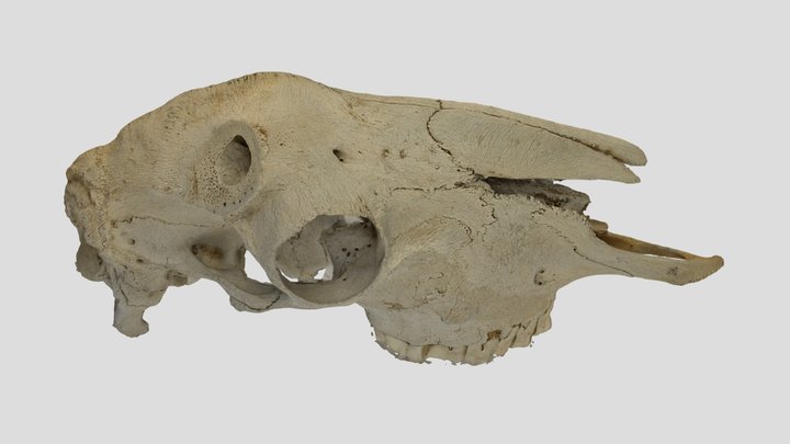 Weathered deer skull (hemi-cranium) 3D Model