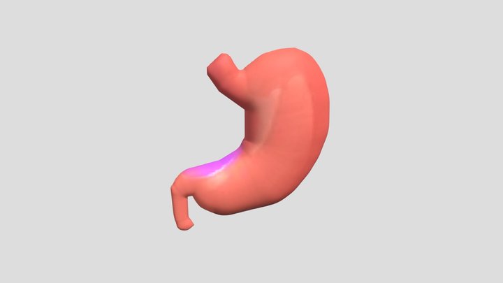 lambung 3D Model