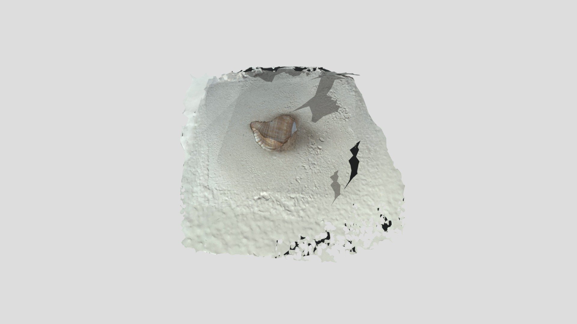 Shell - 3D model by esmerhalda (@esmeraldahd) [eace91e] - Sketchfab
