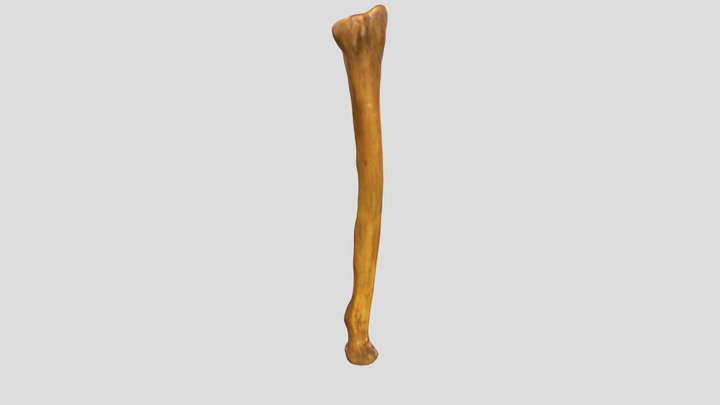 11 Tulang Radius 3D Model