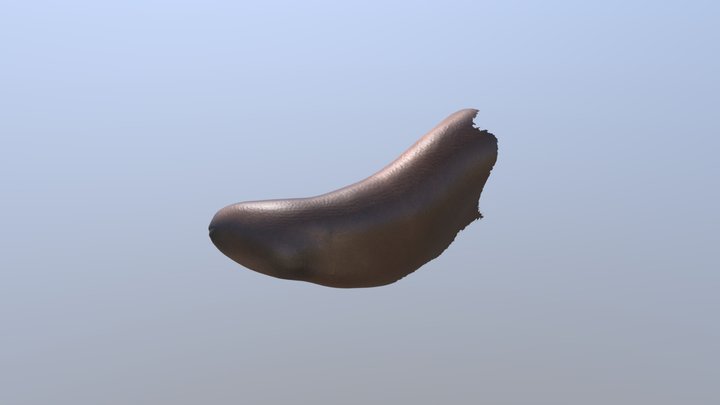 Stump 3D Model