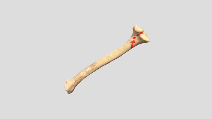 04 3D Model