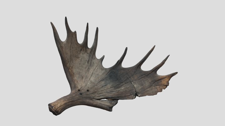 Antlers v1 3D Model