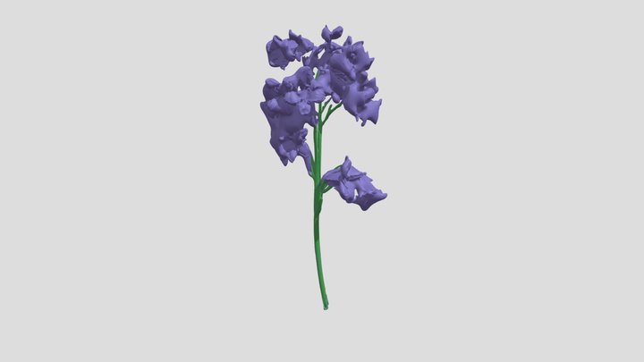 bluebell 3D Model