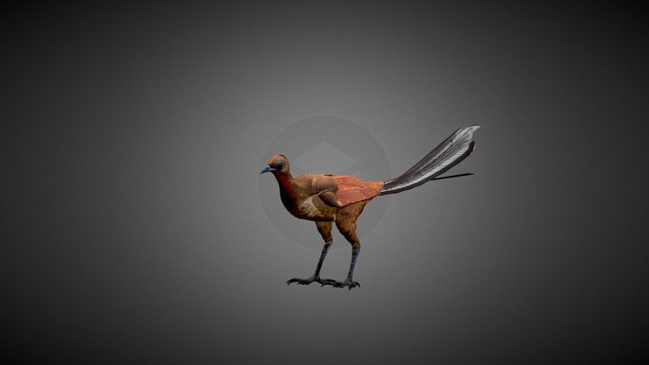 Lyrebird MALE 3D Model