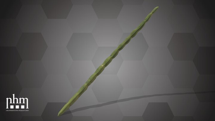 Lobiya (NHMW-AFW-DING-0046-144) – Modèle 3D gratuit STL