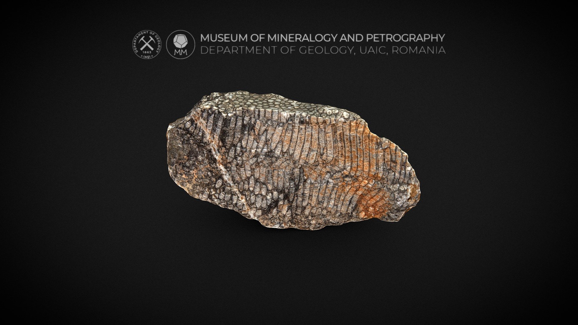 Echoes of the deep: silicified coral - 3D model by Museum of Mineralogy ...