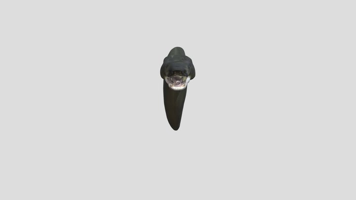 long eel with wiskers and sucker mouth fish 3D Model