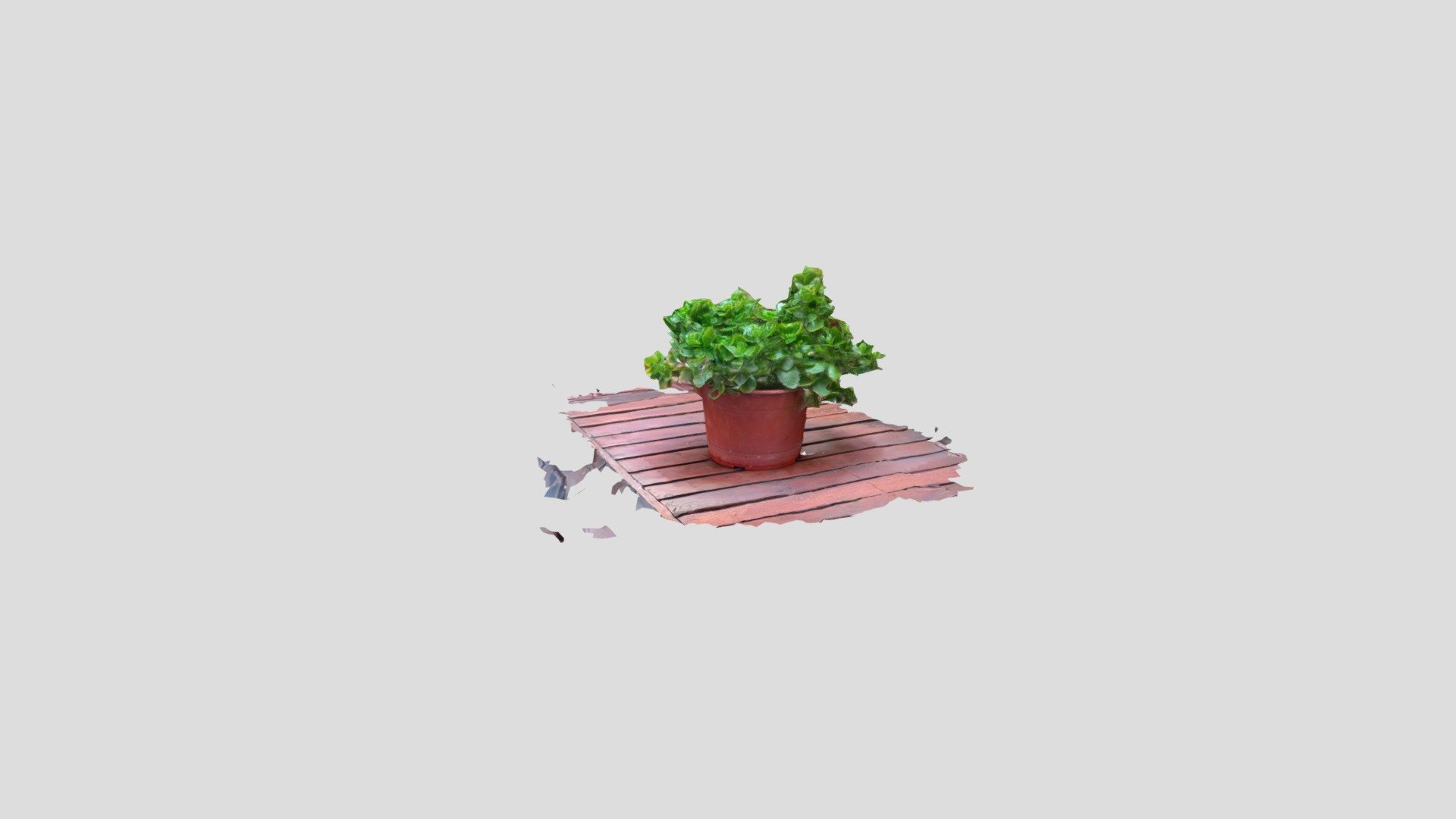 Planta