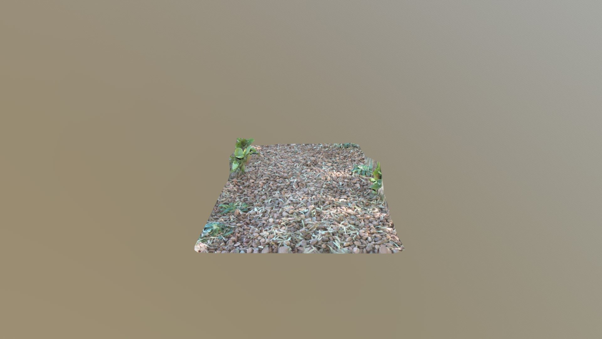 Gum eaves on Gravel