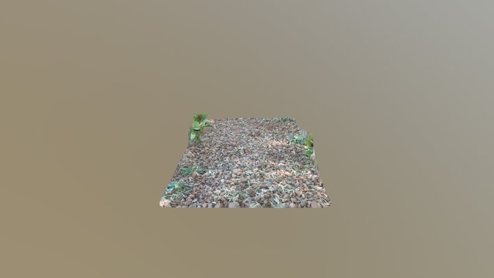 Gum eaves on Gravel 3D Model