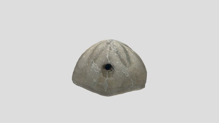 Sea Biscuit - From Holden Beach, NC 3D Model
