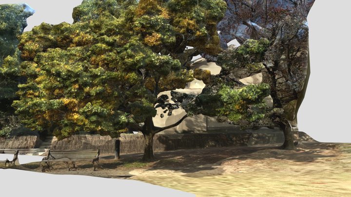 A tree at the bank of Kamogawa river, Kyoto 3D Model