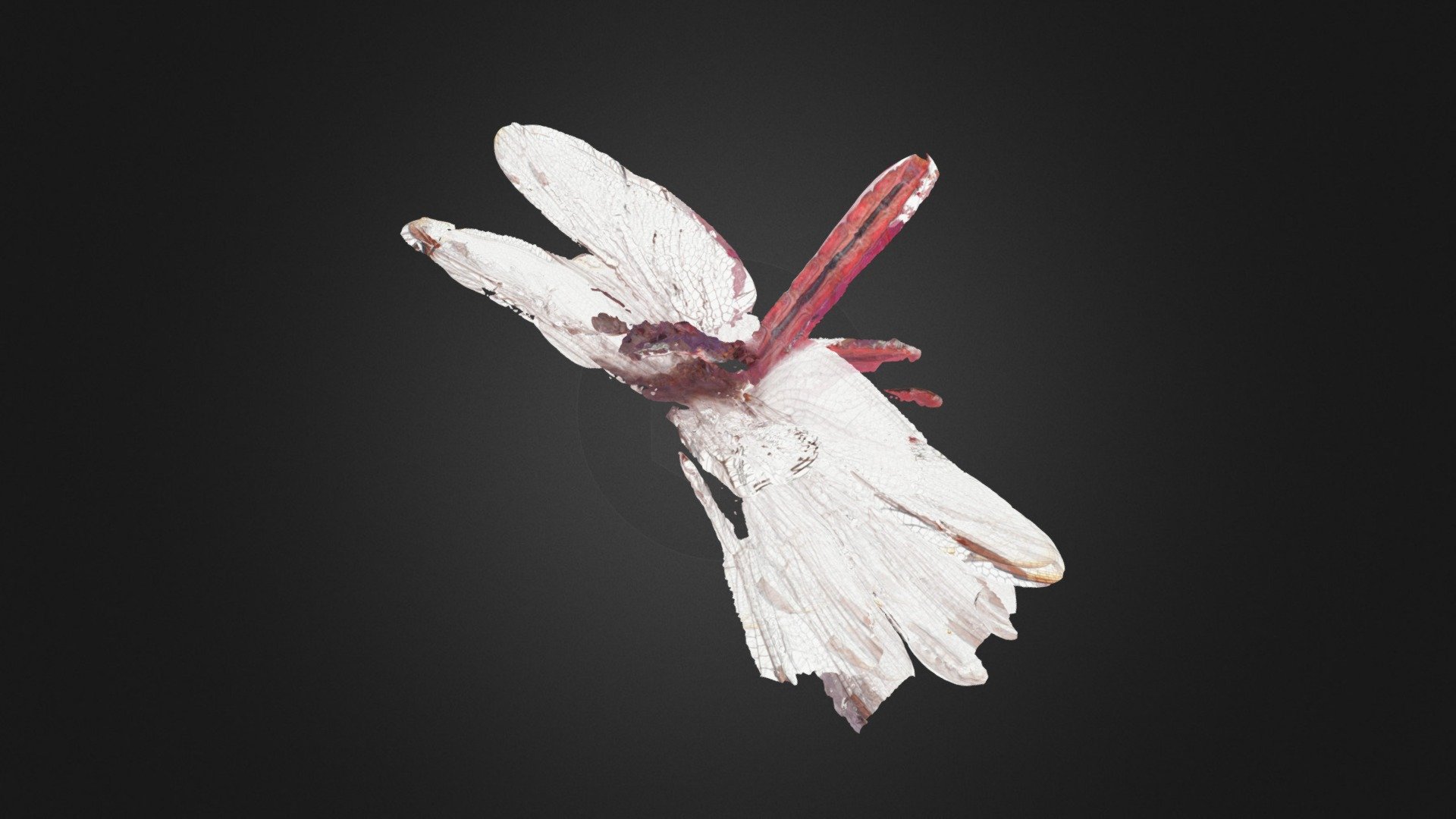 Orthemis ferruginea (Roseate Skimmer) Experiment