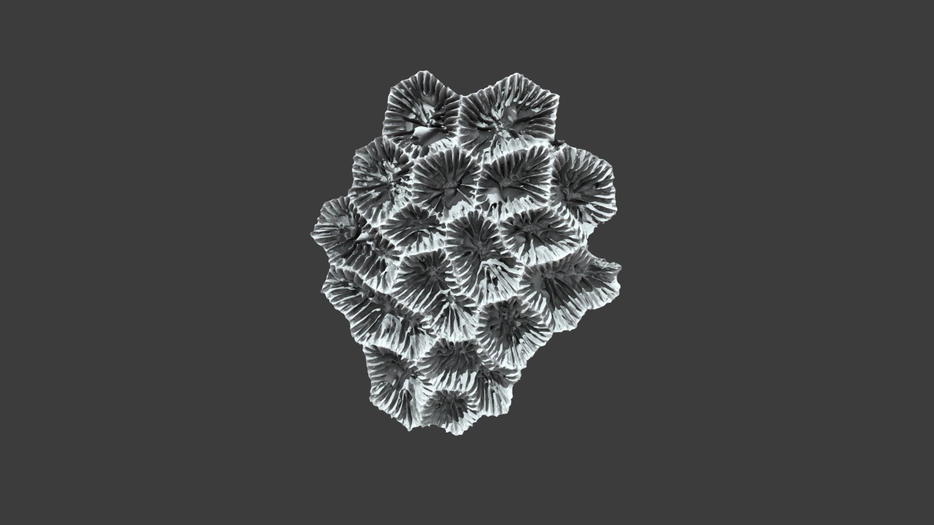 Astraea (Fissicella) favistella: Detail View