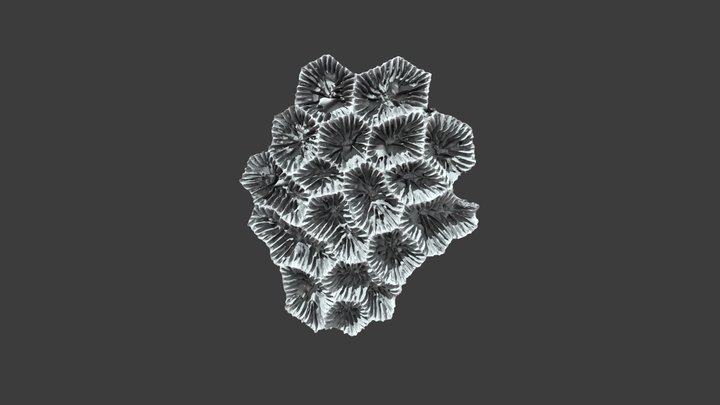 Astraea (Fissicella) favistella: Detail View – Modello 3D gratuito STL