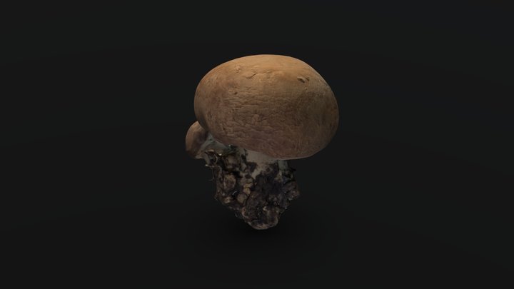 Portobello Mushroom Scan 3D Model