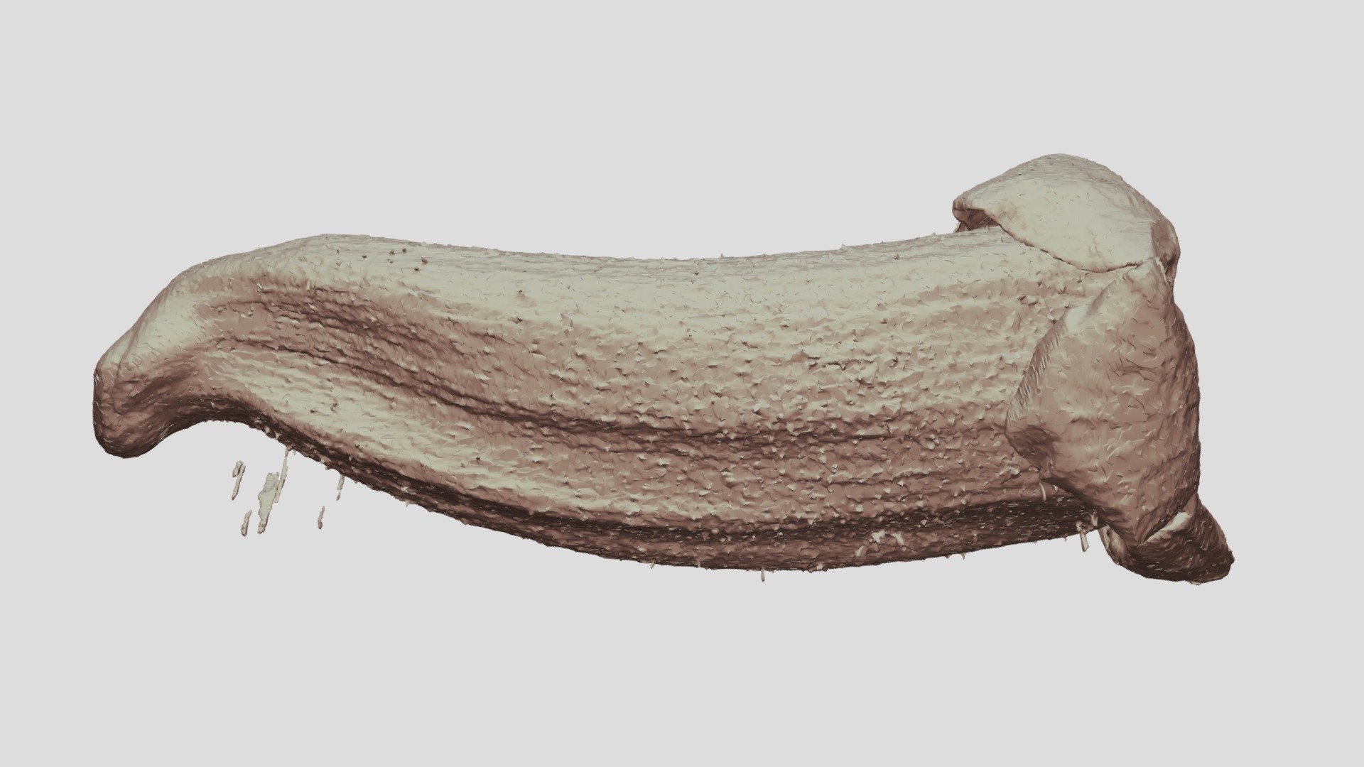 Sinningia harleyi corolla
