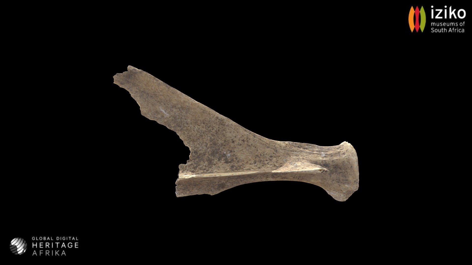Bone from Mammal - Download Free 3D model by Global Digital Heritage ...