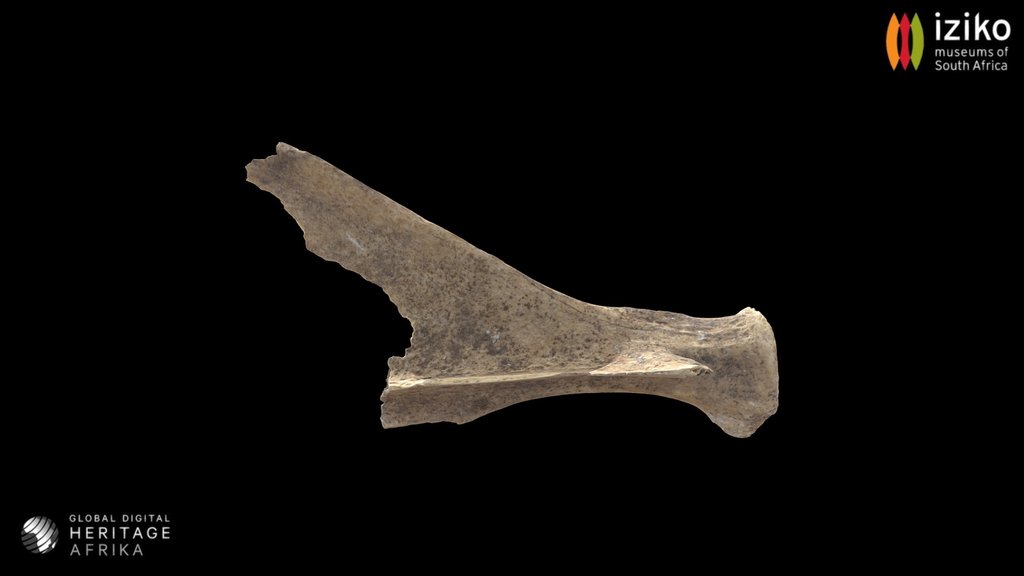 Bone from Mammal