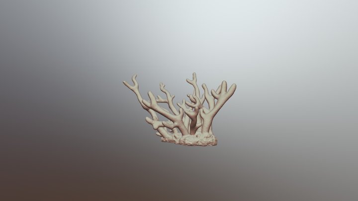 Staghorn coral 3D Model