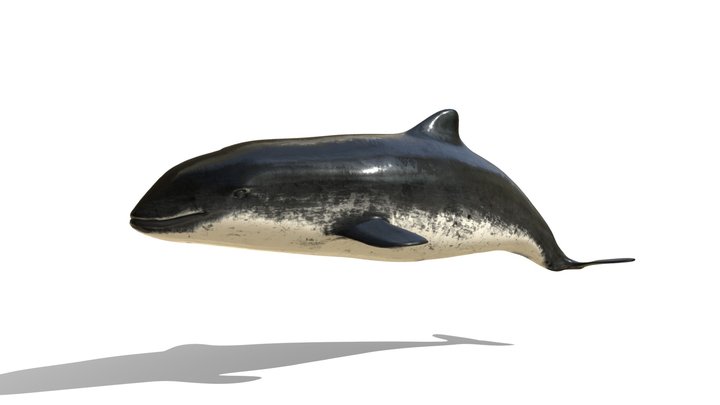 Model 75A - Harbor Porpoise – Modelo 3D gratuito STL