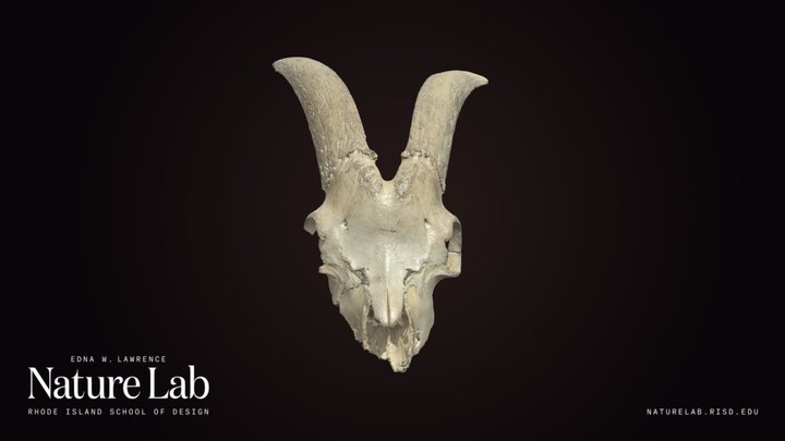 animal bones - A 3D model collection by nennnnnn - Sketchfab