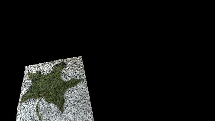 Brachychiton acerifolius LEAF veination 3D Model